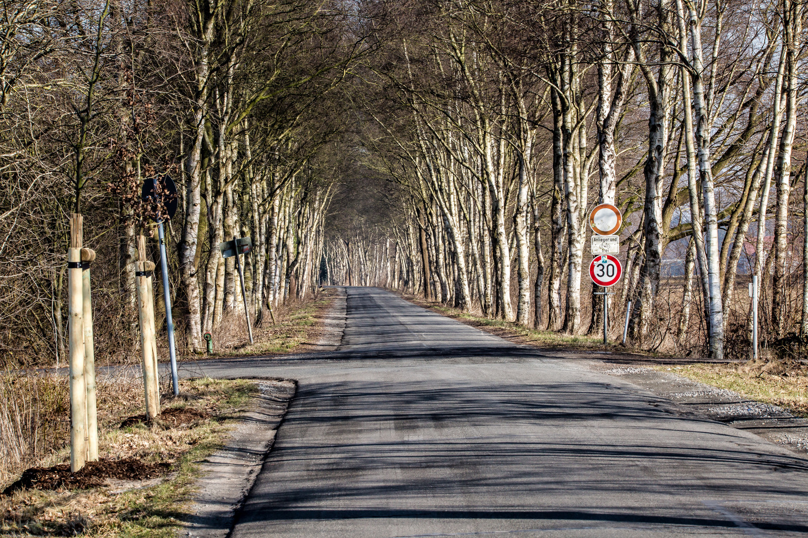 Birkenallee im Moor