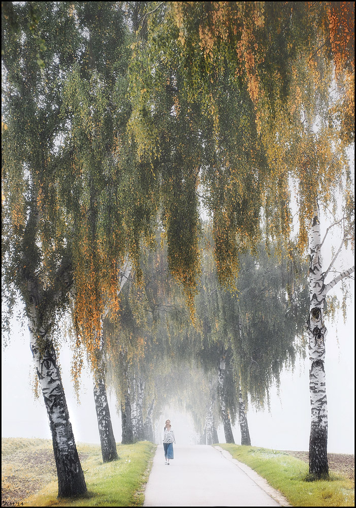 Birkenallee im Oktobernebel