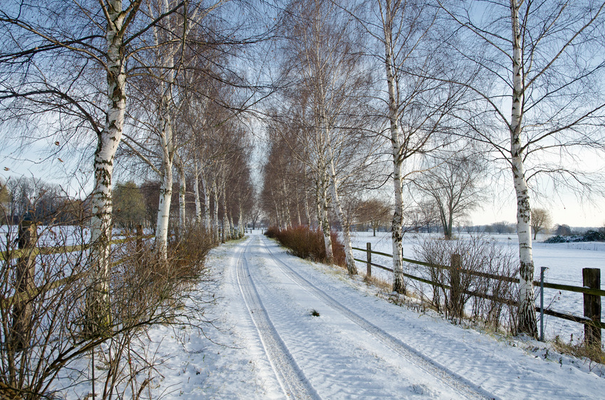 Birkenallee im Winter