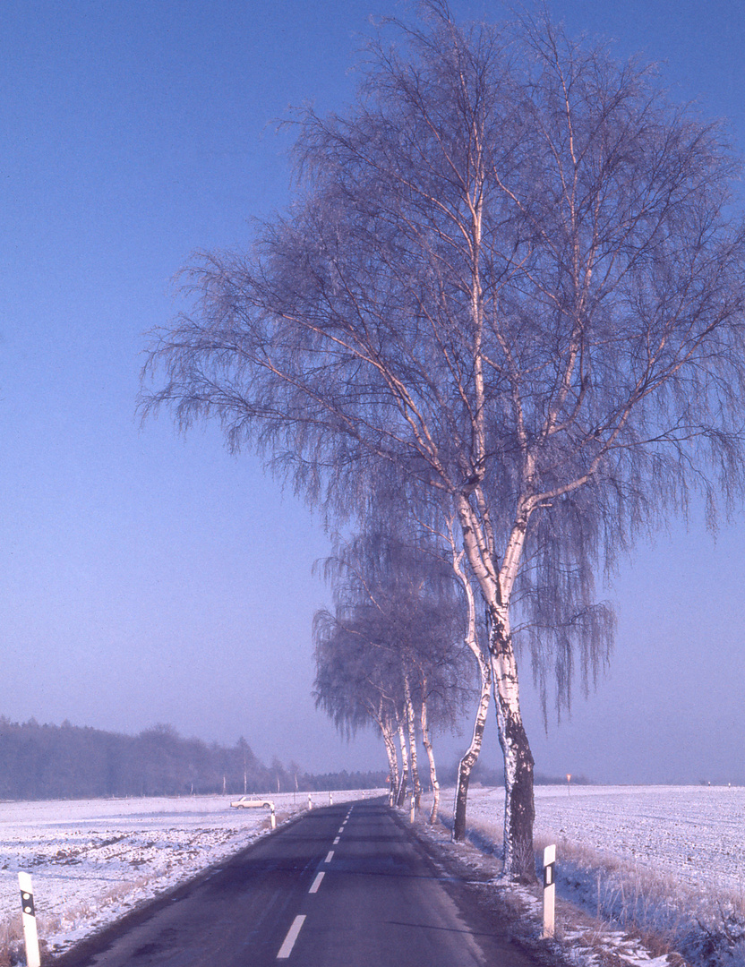 Birkenallee im Winter 