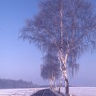 Birkenallee im Winter 