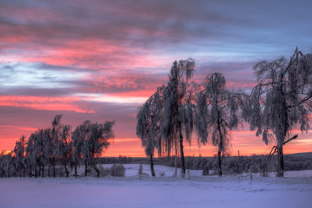 Birkenallee im Winter