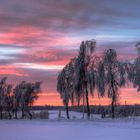 Birkenallee im Winter