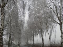 Birkenallee im Winter - Natürlicher "Zuckerguß"