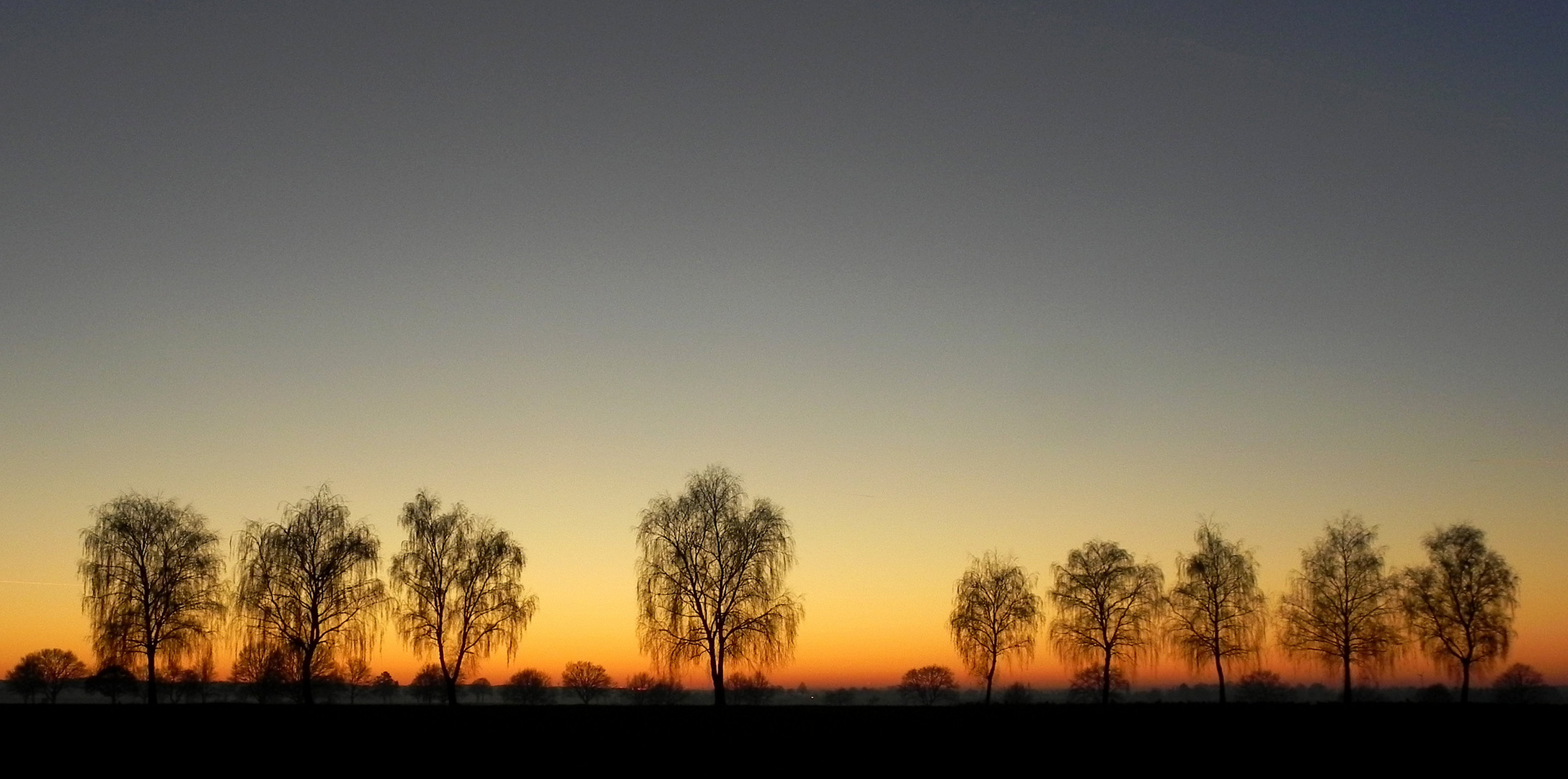 Birkenallee in der Abenddämmerung