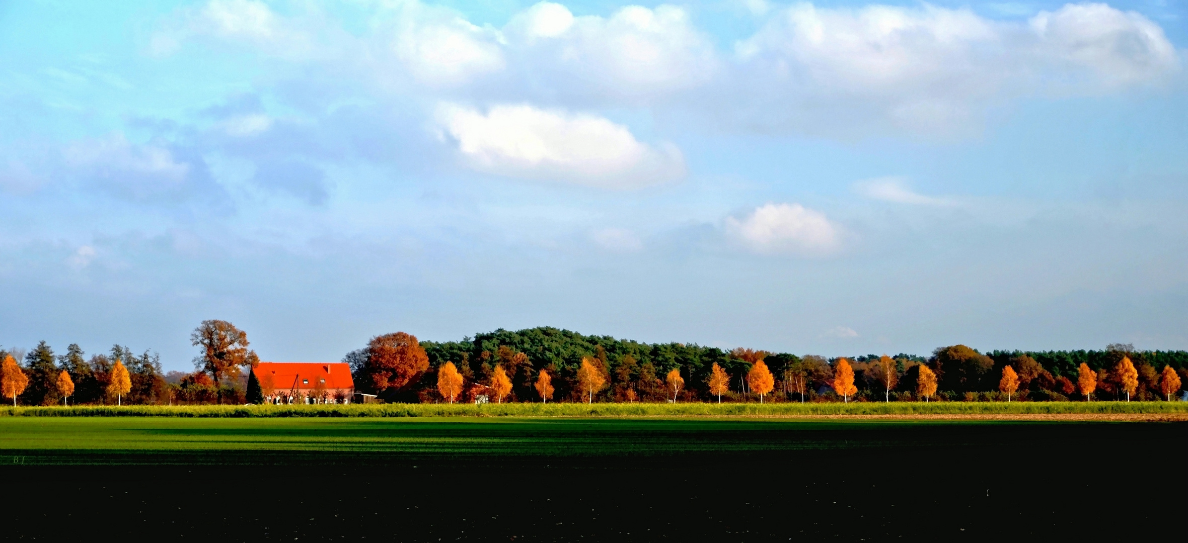 Birkenallee in der Abendsonne.