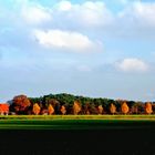 Birkenallee in der Abendsonne.