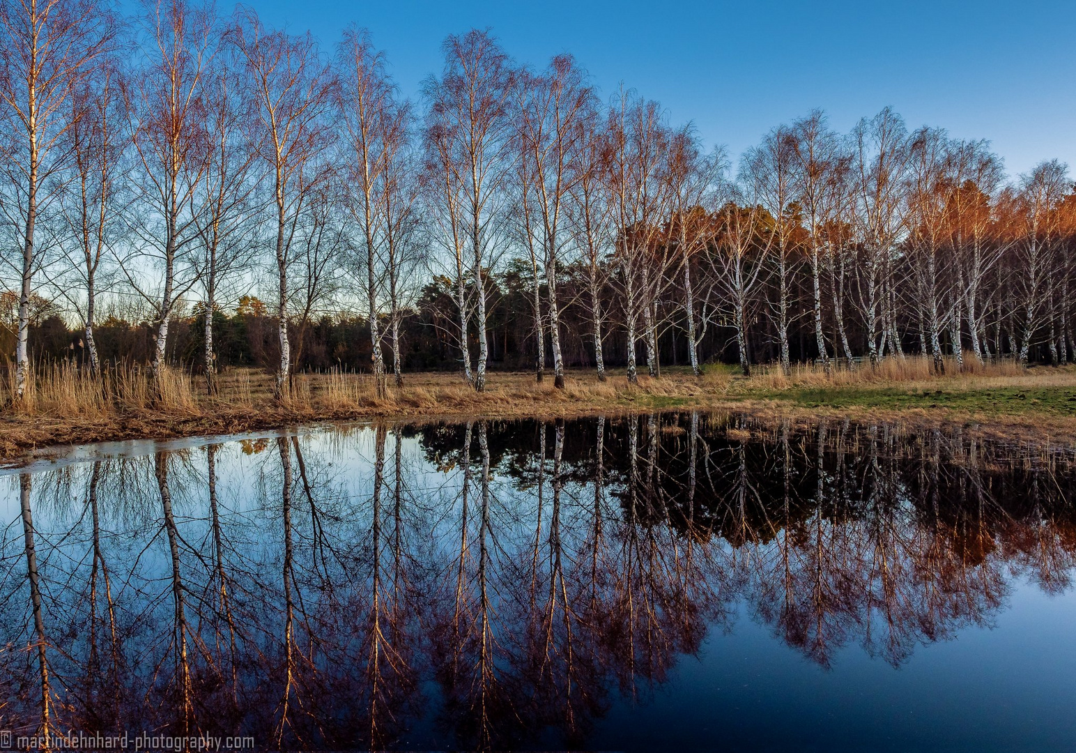 Birkenallee in der Abendsonne