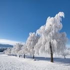 Birkenallee nun in der Sonne