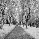 Birkenanpflanzung im Arboretum Liliental