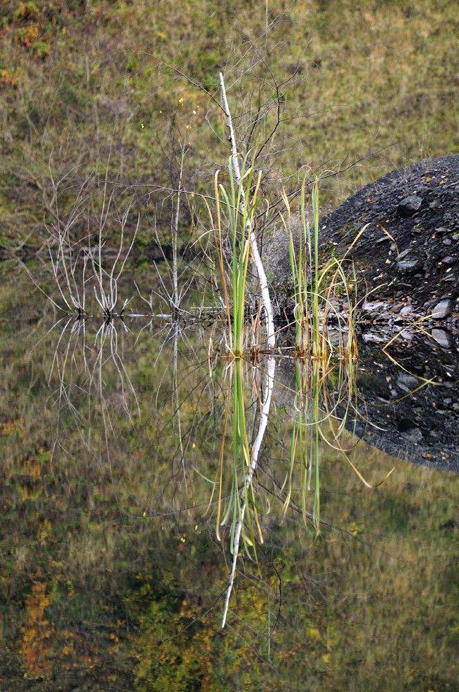 Birkenast im See