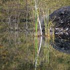 Birkenast im See