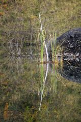 Birkenast im See