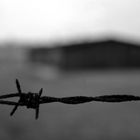 Birkenau - Dolore