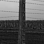 Birkenau II