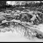 Birkenbäume im Winterschlaf