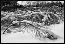 Birkenbäume im Winterschlaf von Peter Smiarowski