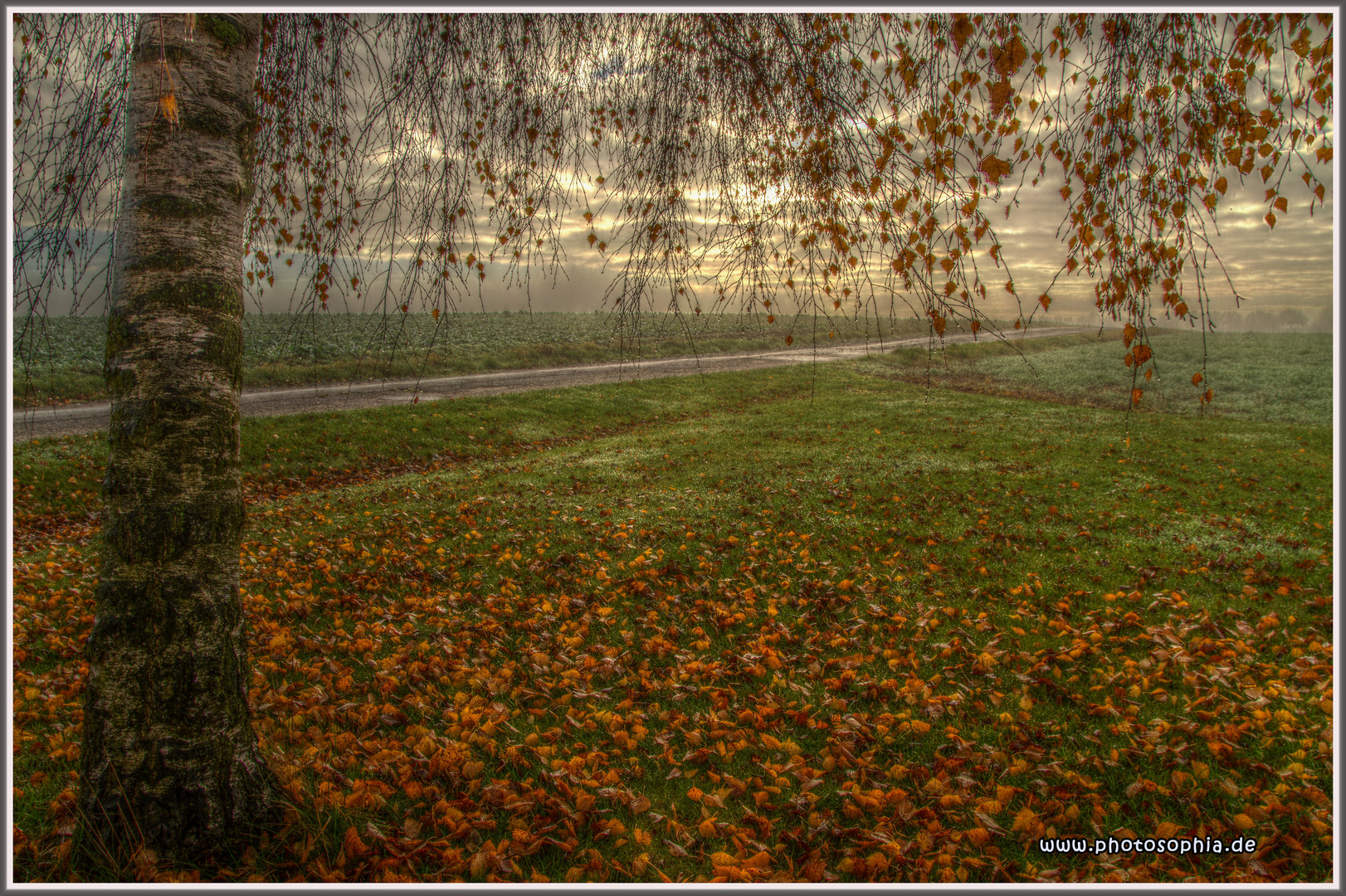 Birkenbaum am Novembermorgen am Kohlfeld