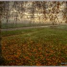 Birkenbaum am Novembermorgen am Kohlfeld