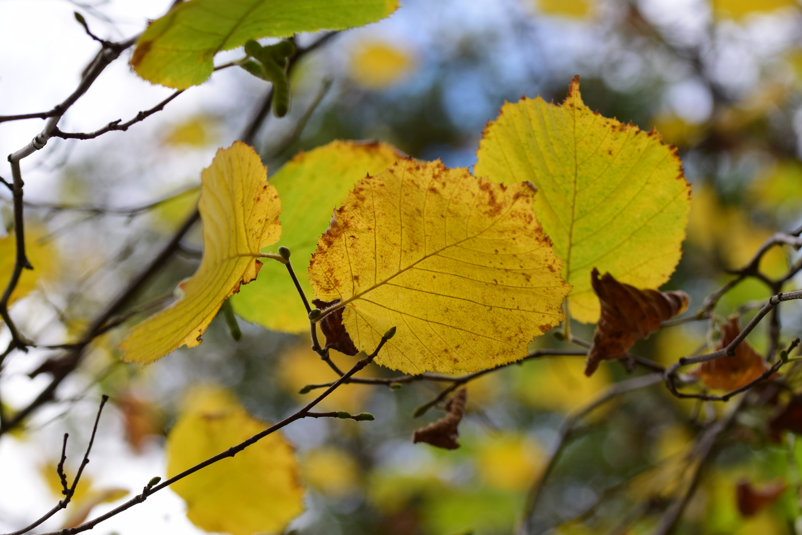 Birkenblätter gelb gefärbt vom Herbst.