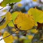 Birkenblätter gelb gefärbt vom Herbst.