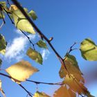 Birkenblätter im Herbstwind