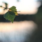 Birkenblätter im Sonnenuntergang