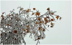 Birkenblätter im Winter