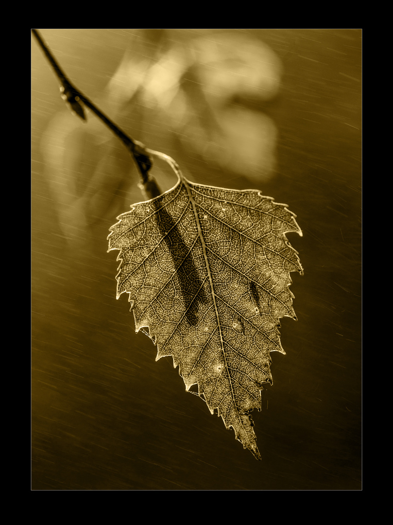 Birkenblatt im Nebel