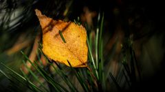 _Birkenblatt in herbstlichem Licht