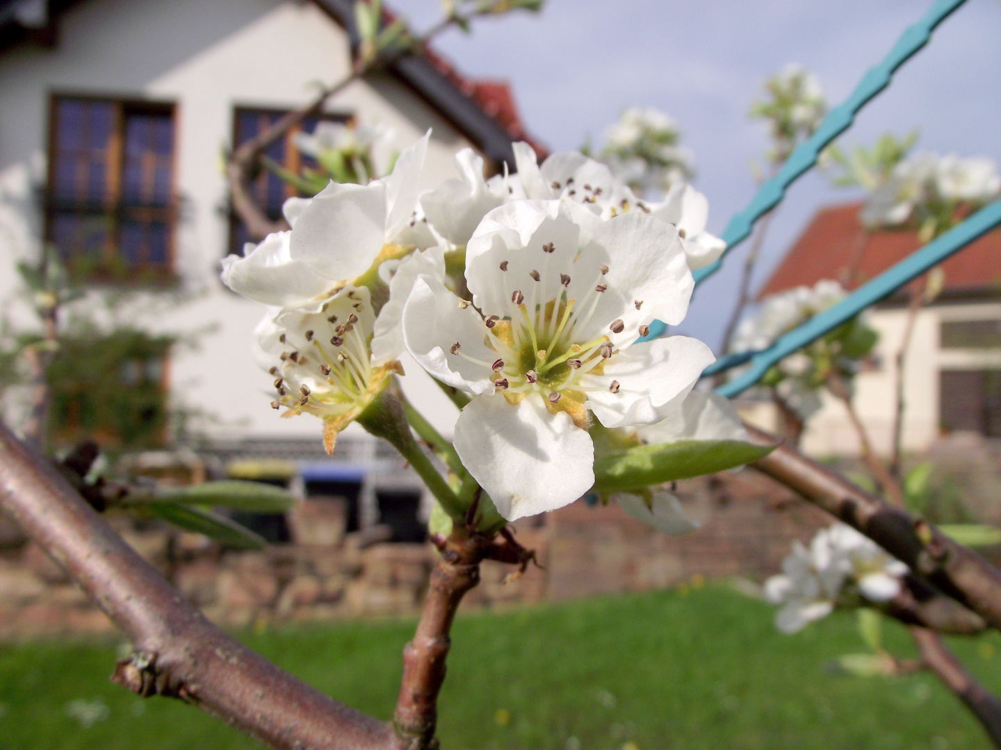 Birkenblüte