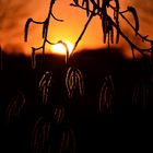 Birkenblüten in der Abendsonne