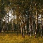 Birkenbruchwald im Abendlicht