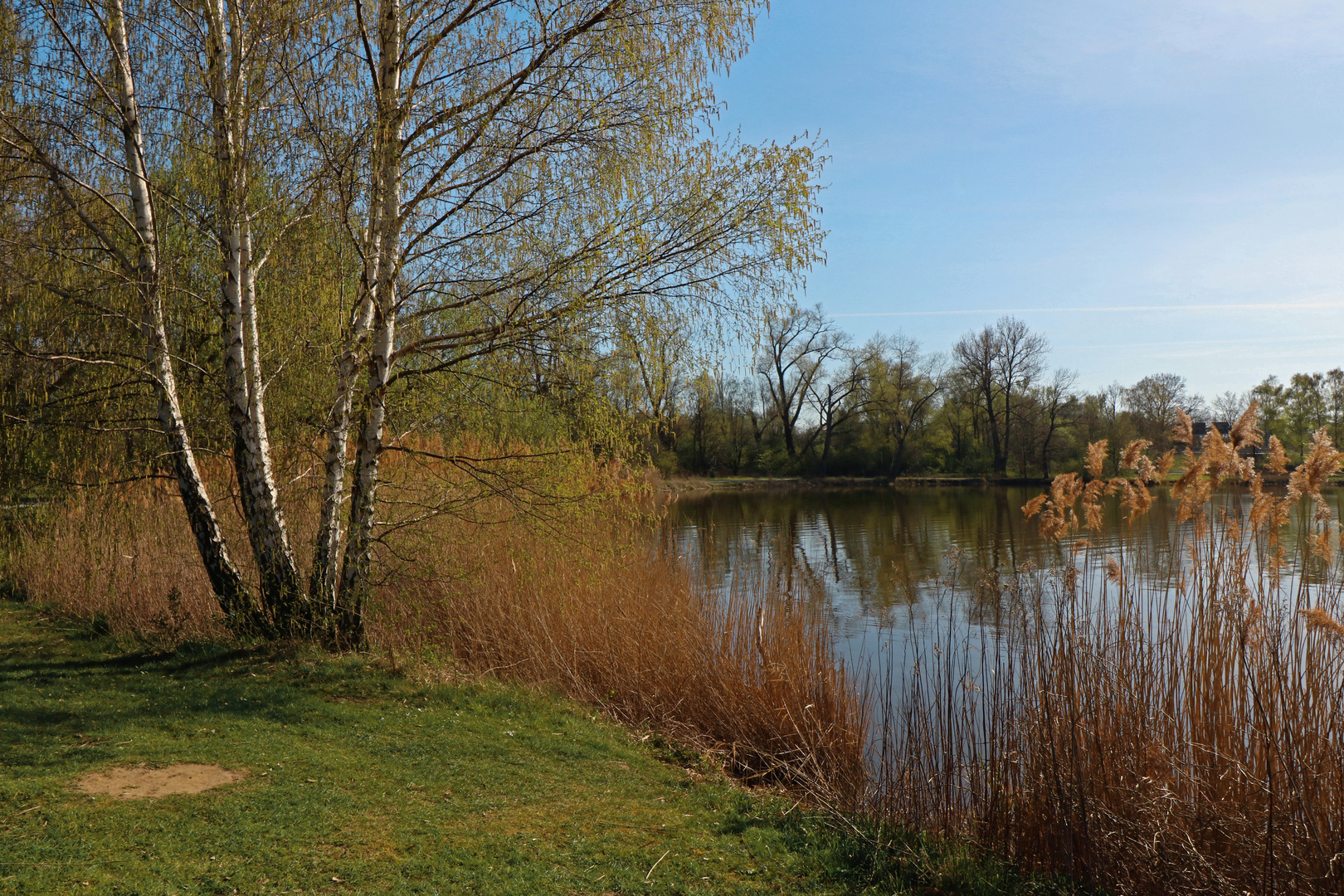 Birkenfrühling