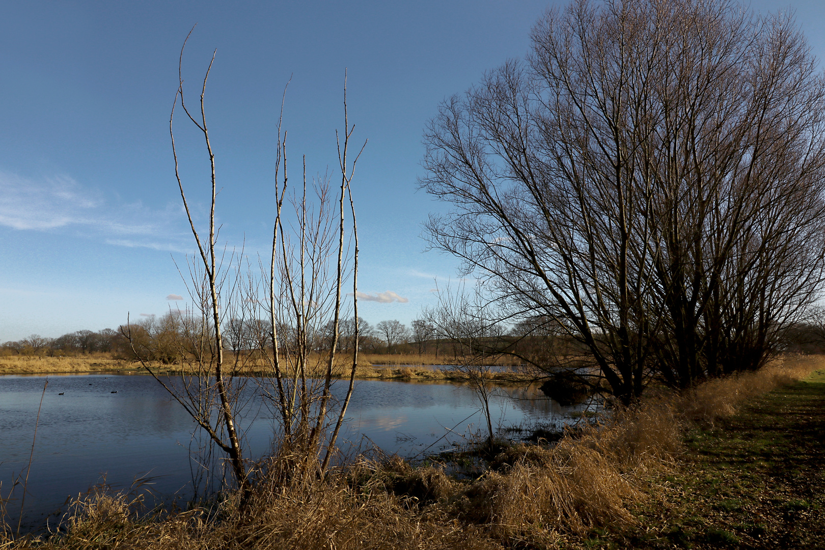 Birkengesträuch am Wasser