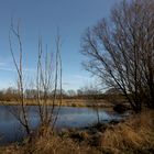 Birkengesträuch am Wasser