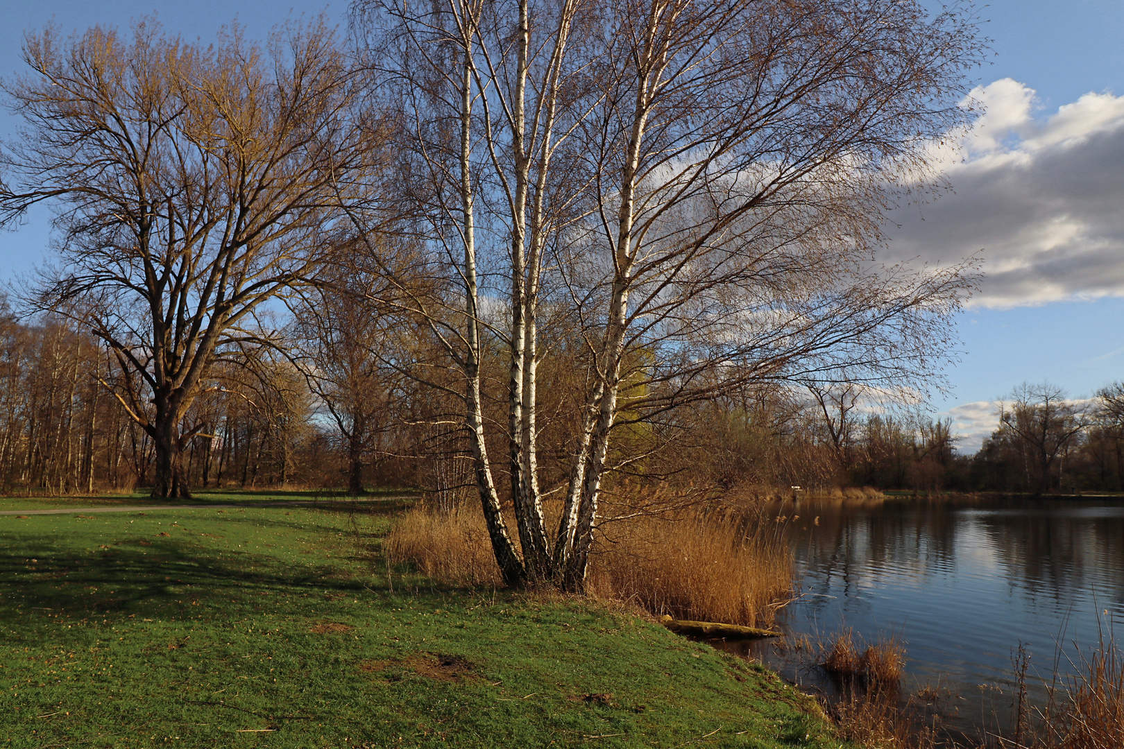 Birkengruppe am Schilfsaum