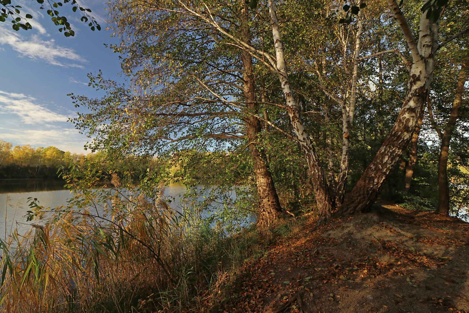 Birkengruppe am Teich