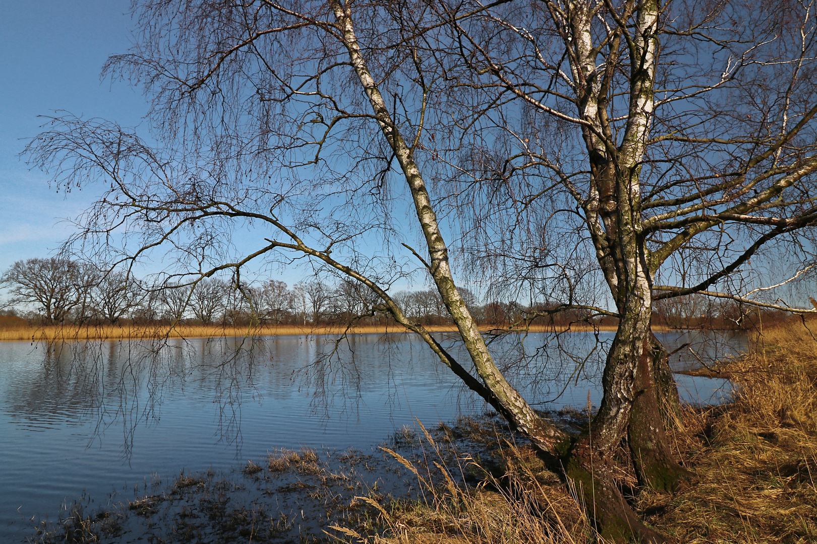 Birkengruppe am Ufer