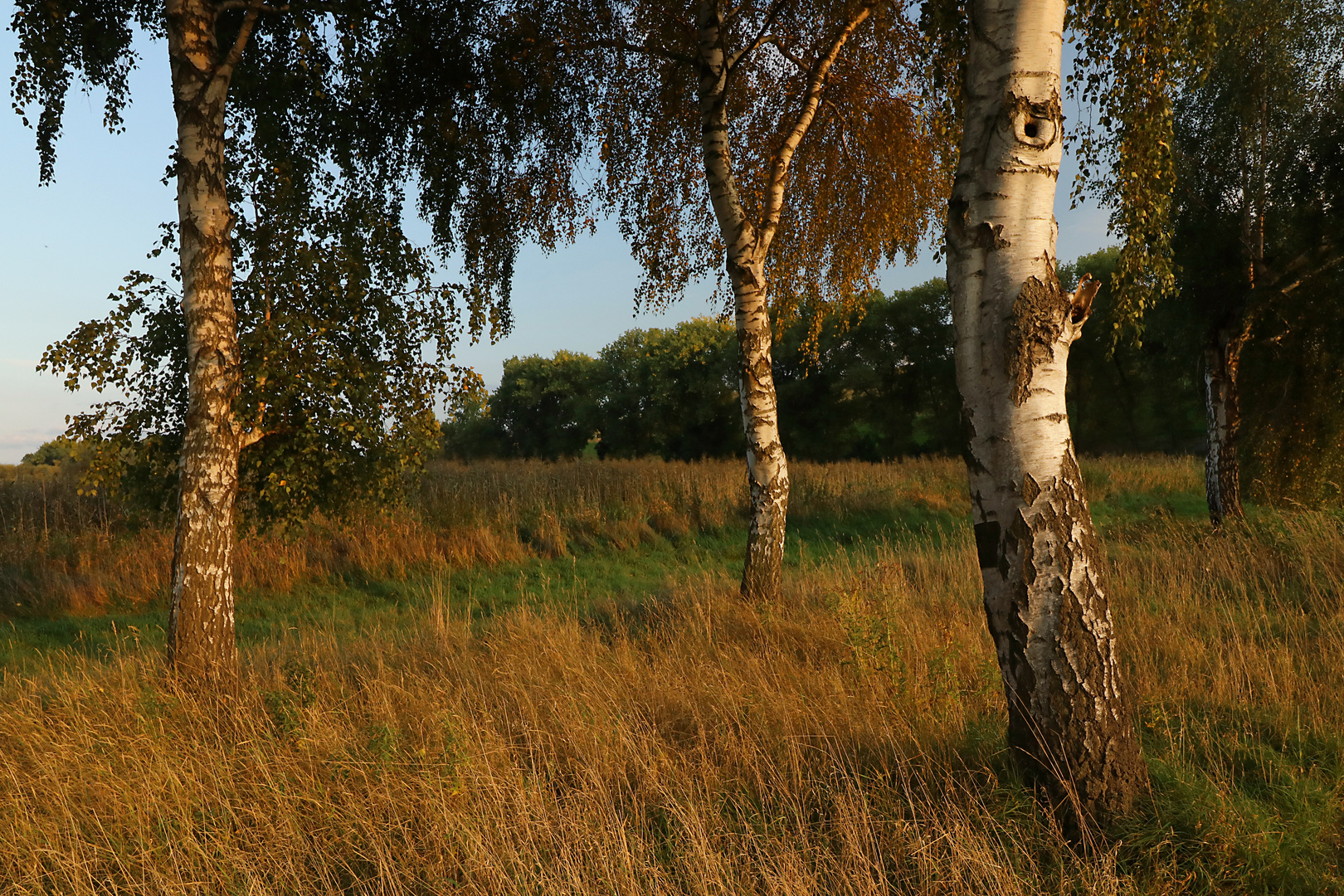 Birkengruppe im Gras