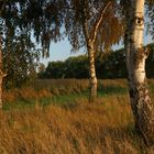 Birkengruppe im Gras