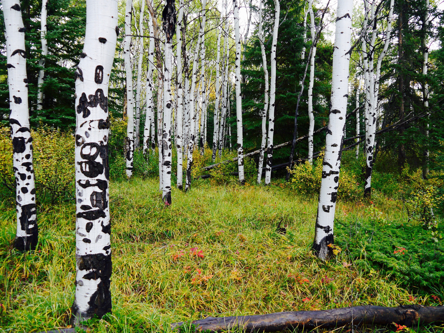 Birkenhain Alberta