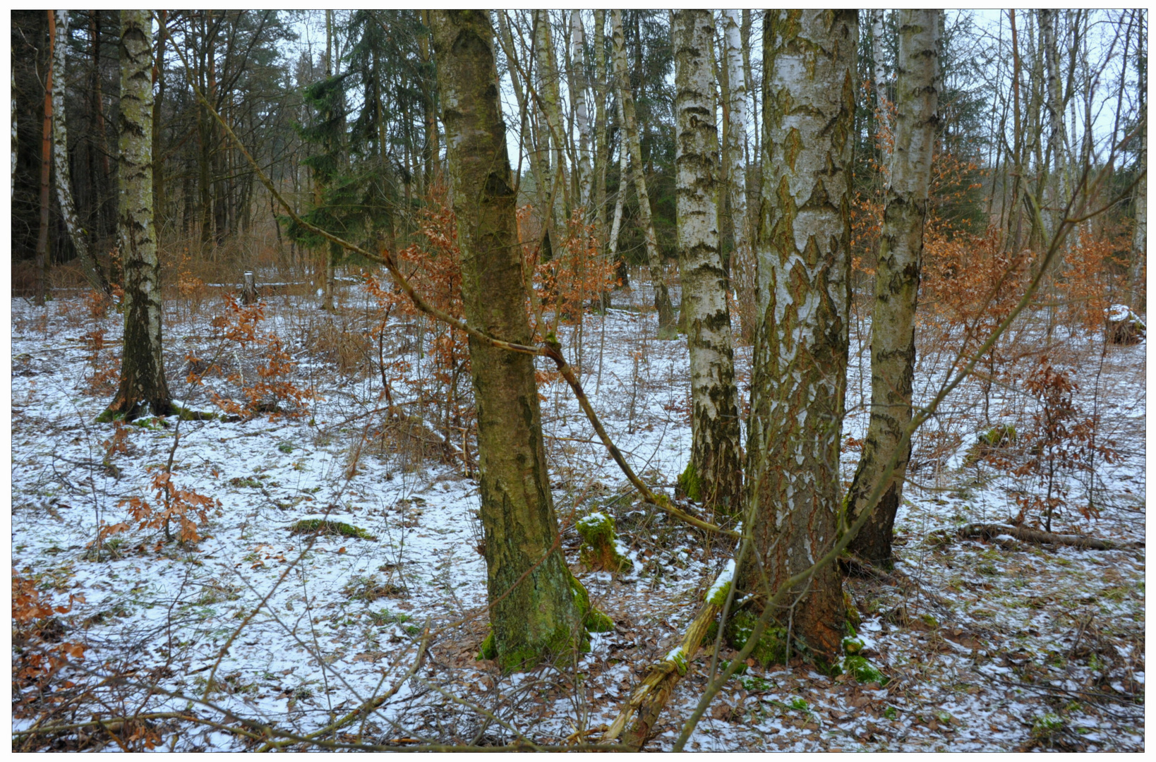 Birkenhain I (Bosque de abedules I)