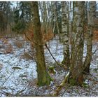 Birkenhain I (Bosque de abedules I)