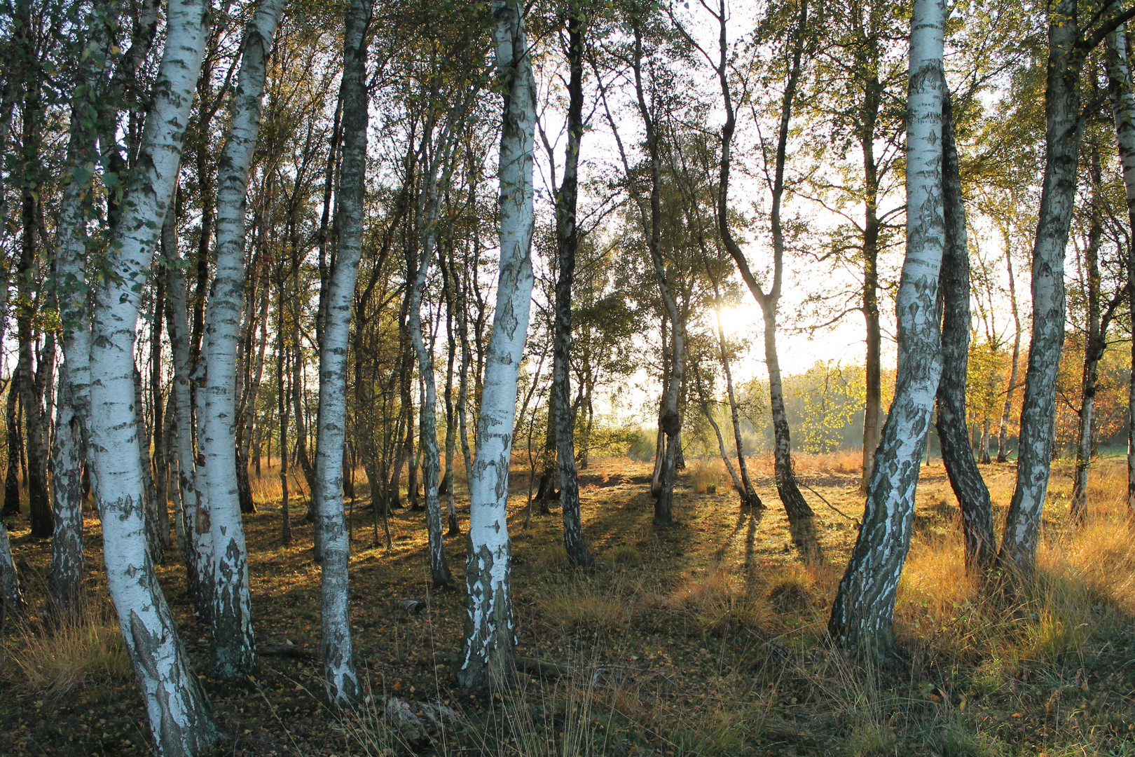 Birkenhain im Abendlicht