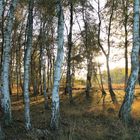 Birkenhain im Abendlicht