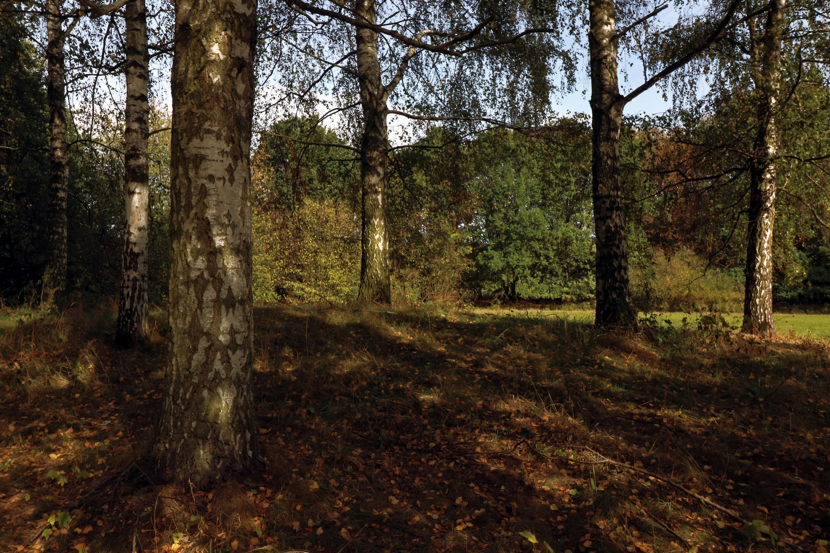 Birkenhain im Abendlicht