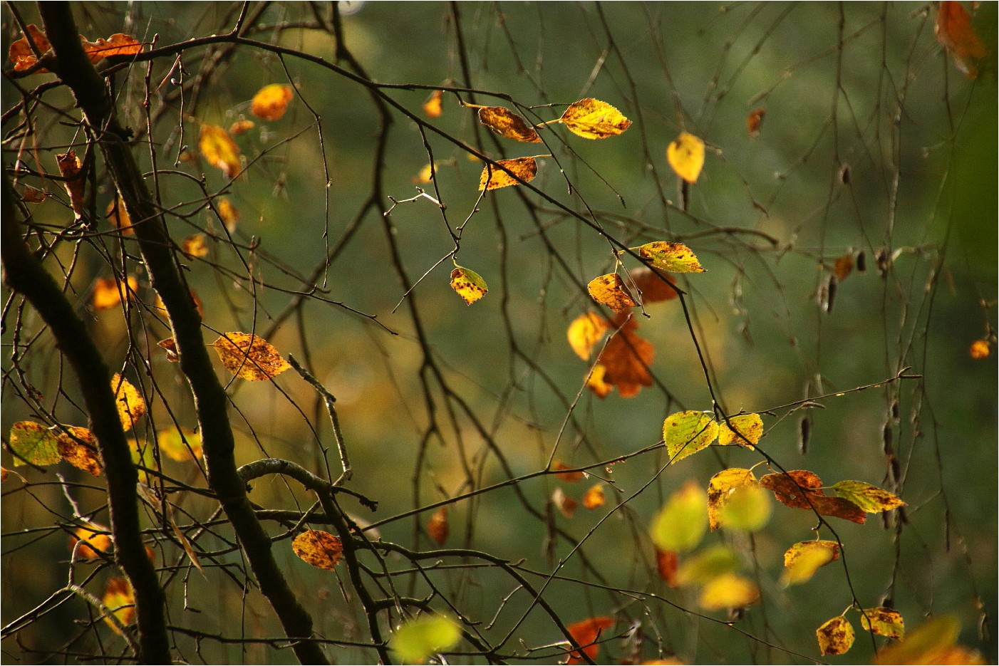 Birkenherbst