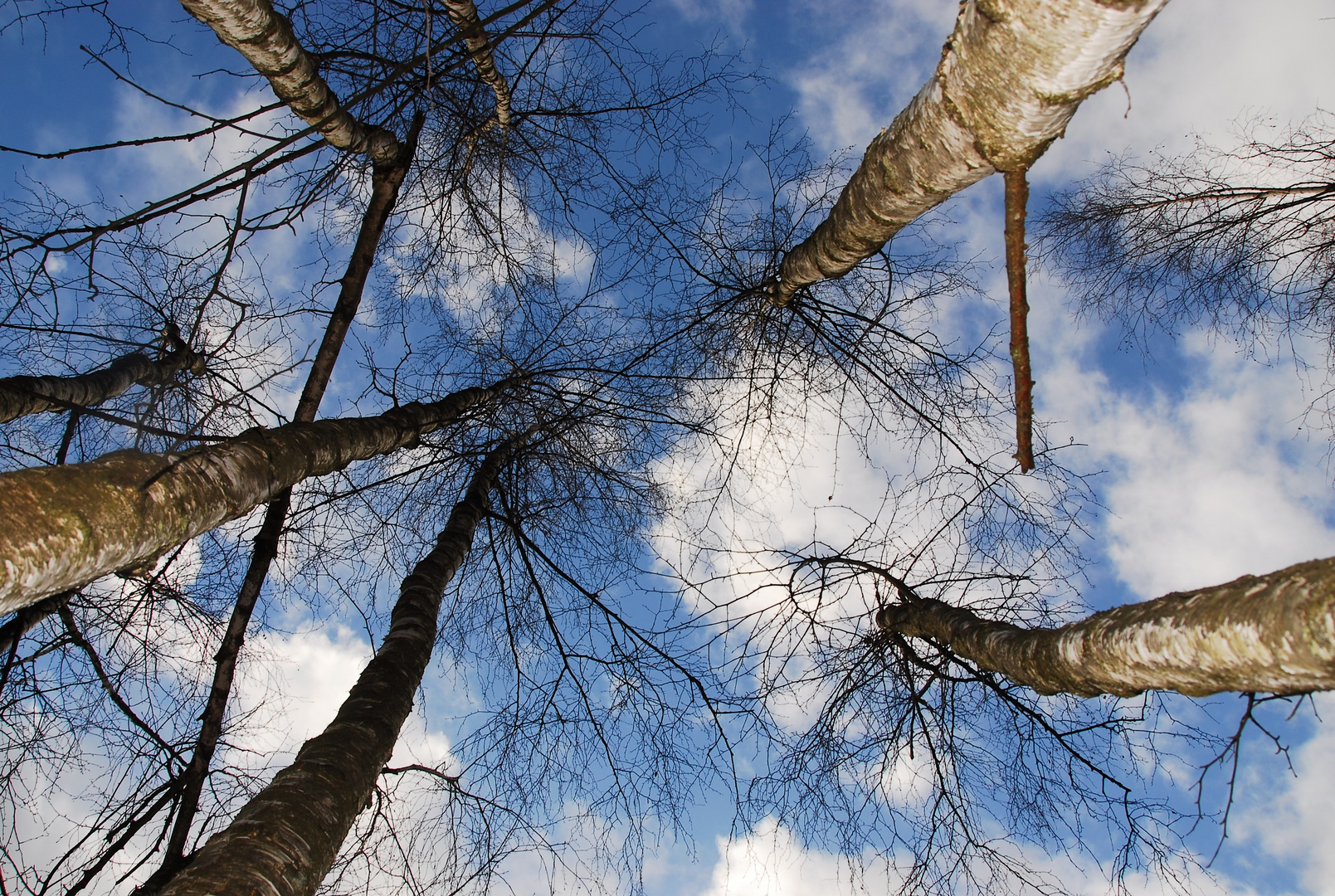 Birkenhimmel