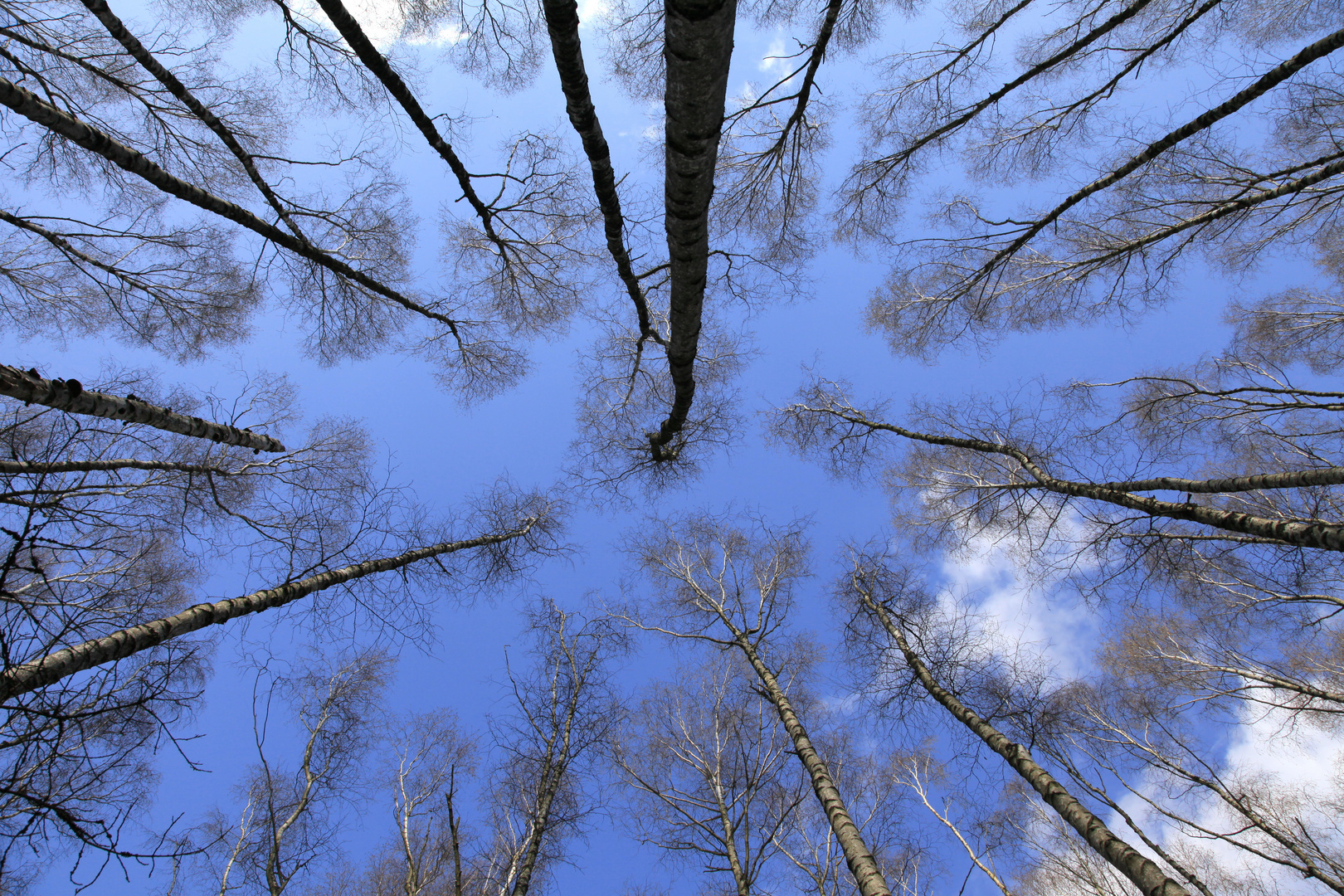 Birkenhimmel